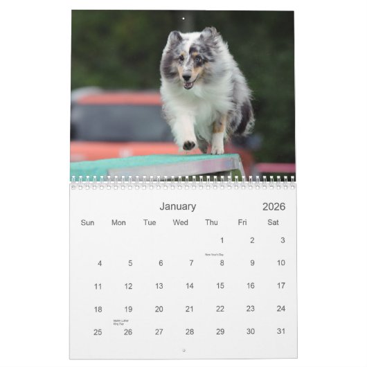 Shetland Sheepdog Agility Calendar Kalender (Jan 2026)
