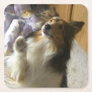 Shetland Sheepdog Bedelen Vierkante Kartonnen Onderzetter