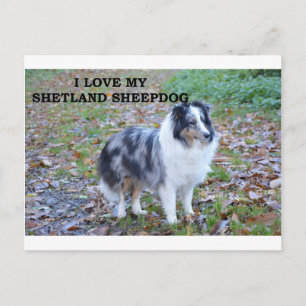 shetland-sheepdog-blue, een witte bruine liefde me briefkaart