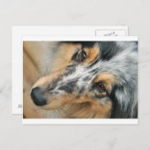 Shetland Sheepdog Briefkaart (Voorkant / Achterkant)