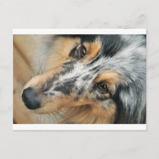 Shetland Sheepdog Briefkaart