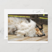Shetland Sheepdog Briefkaart (Voorkant / Achterkant)