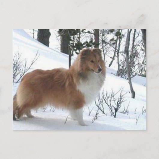 shetland sheepdog briefkaart (Voorkant)