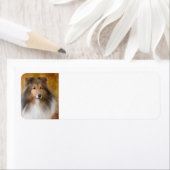 Shetland Sheepdog Étiquette de adresse (En situation)