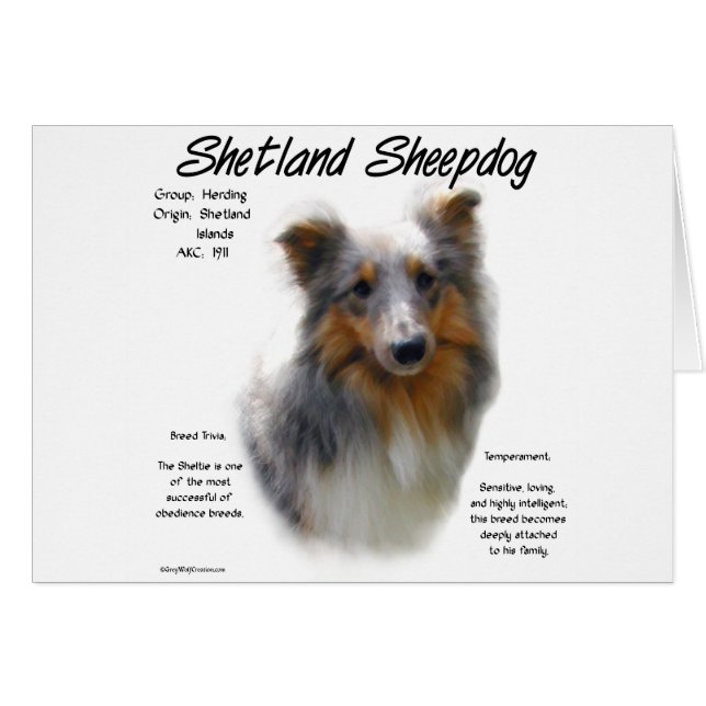 Shetland Sheepdog Geschiedenis Ontwerp (Voorkant Horizontaal)