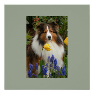 shetland sheepdog in bloemen perfect poster