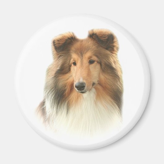 Shetland Sheepdog Magnet (Devant)