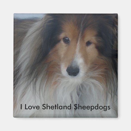 Shetland Sheepdog Magnet Magneet (Voorkant)