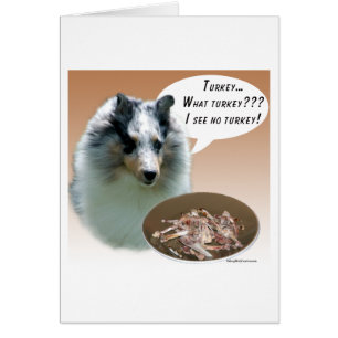 Shetland Sheepdog (merle) Turkije