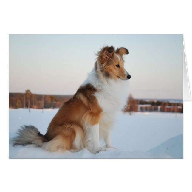 Shetland sheepdog paper product (Devant horizontal)