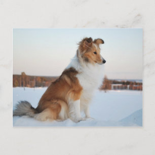 Shetland sheepdog-papierproduct briefkaart