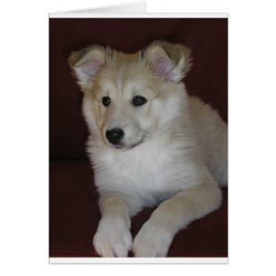 shetland sheepdog puppy