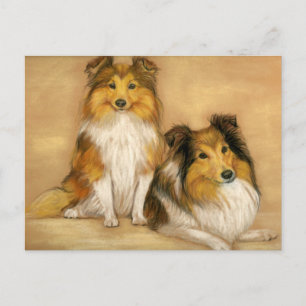 Shetland Sheepdog Shelter Chien Art Carte postale