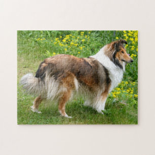 Shetland Sheepdog - Sheltie Dog Legpuzzel