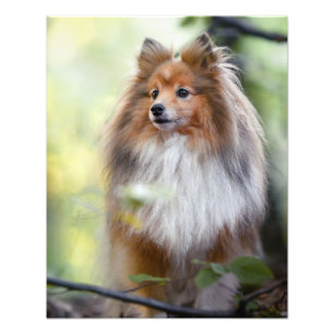Shetland Sheepdog Sheltie Little dog in forest Jig Foto Afdruk