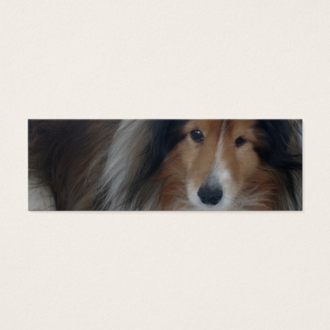 Shetland Sheepdog Signet (Devant)