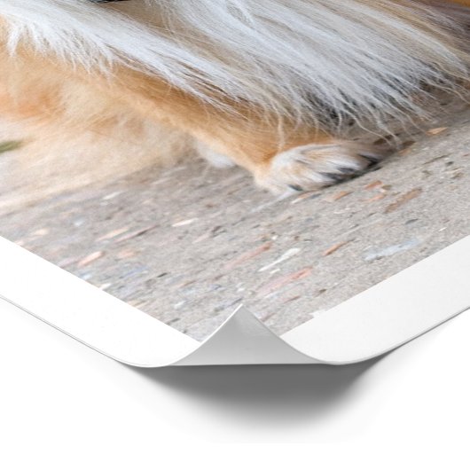 Shetland Sheepdog Sitting Poster (Hoek)