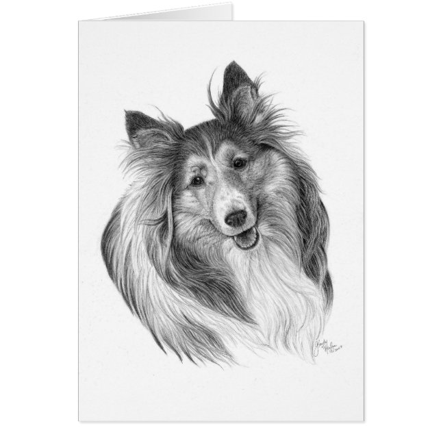 Shetland Sheepdog tekening door Glenda S. Harlan (Voorkant)