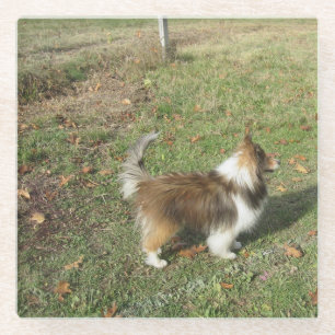 Shetland Sheepdog Volledige Tweede Glazen Onderzetter