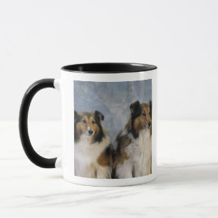 Shetland Sheepdogs Mok