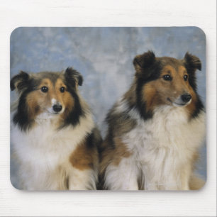 Shetland Sheepdogs Muismat