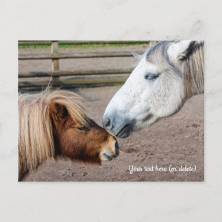 Shetlandpony en Highlandpony Briefkaart