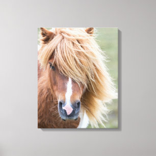 Shetlandpony op het eiland Unst Canvas Afdruk