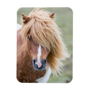 Shetlandpony op het eiland Unst Magneet