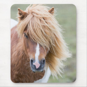 Shetlandpony op het eiland Unst Muismat