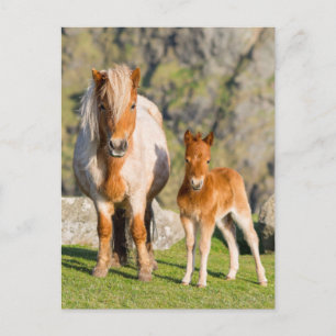 Shetlandpony op weiland bij hoge kliffen, Merrie 2 Briefkaart
