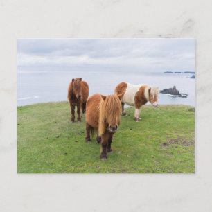 Shetlandpony op weiland nabij hoge kliffen briefkaart