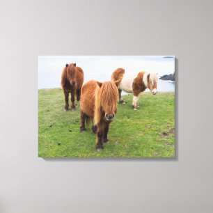 Shetlandpony op weiland nabij hoge kliffen canvas afdruk