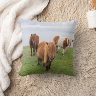 Shetlandpony op weiland nabij hoge kliffen kussen