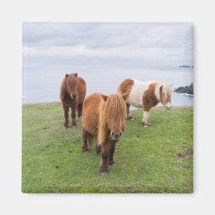 Shetlandpony op weiland nabij hoge kliffen magneet