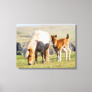 Shetlandpony op weiland nabij hoge kliffen, Merrie Canvas Afdruk
