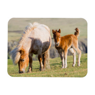 Shetlandpony op weiland nabij hoge kliffen, Merrie Magneet