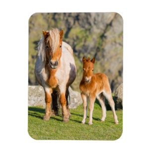 Shetlandpony op weiland nabij hoge kliffen, Merrie Magneet