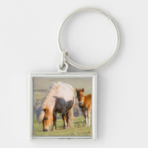 Shetlandpony op weiland nabij hoge kliffen, Merrie Sleutelhanger