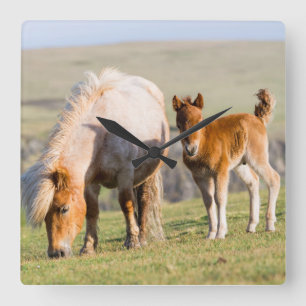 Shetlandpony op weiland nabij hoge kliffen, Merrie Vierkante Klok