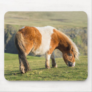 Shetlandpony op weiland nabij hoge kliffen muismat