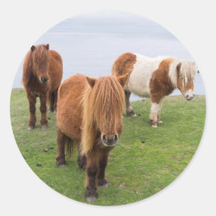 Shetlandpony op weiland nabij hoge kliffen ronde sticker