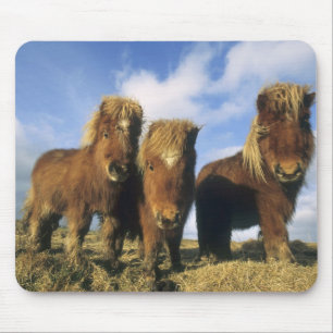 Shetlandpony, vasteland Shetland-eilanden, Muismat