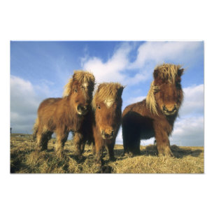 Shetlandpony, vasteland Shetlandeilanden, Foto Afdruk