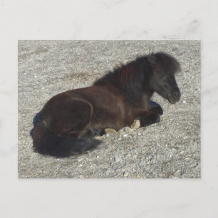 Shettland Pony Miniature Horse Stallion Animal Briefkaart