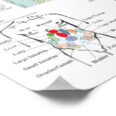 Shiatsu Acupunctuur Meridians Hara Diagnosis Chart Poster (Hoek)