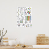 Shiatsu Acupunctuur Meridians Hara Diagnosis Chart Poster (Keuken)