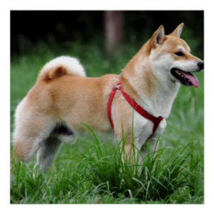 shiba 2 volledig perfect poster