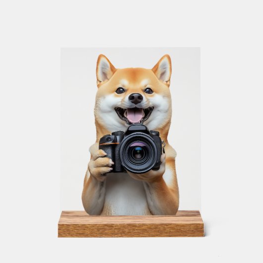 Shiba Inu (Recto)