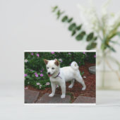 shiba-inu-crème briefkaart (Staand voorkant)