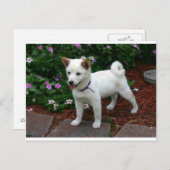shiba-inu-crème briefkaart (Voorkant / Achterkant)